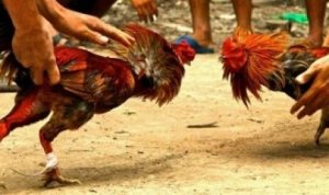 Kepala Desa GanjarSabar Bersinergi dengan Bhabinkamtibmas dan Warga Bubarkan Paksa Perjudian Sabung Ayam