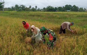 Dukung Ketahanan Pangan, Babinsa Kodim 1002/Barabai Bantu Panen Padi Petani