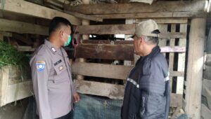 Antisipasi PMK, Bhabinkamtibmas Polsek Sindangwangi Cek Hewan Ternak di Kandang Kambing Milik Warga Binaan