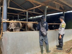 Waspada Wabah PMK Hewan Ternak, Pak Babin Door to Door System Pemilik Kandang Ternak