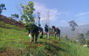 Dansub-5 Laksanakan Patroli Penjanggeran di Lahan Kritis dan Pemeliharaan Bibit Pohon di petak 60 Desa Sukapura