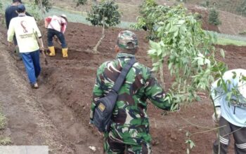 Pembibitan dan Penyemaian Pohon Kalindri di Demplot Ketahanan Pangan Subsektor-1 Desa Sukapura