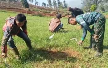 Sektor – 2 Sub – 2 Citarum Harum Pemeliharaan Pohon di petak 62 Desa Sukapura