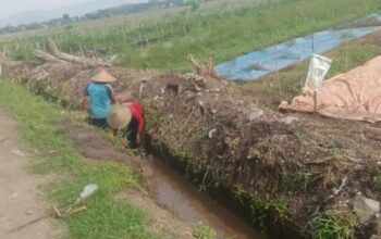 Padat karya di Desa Waung Sudah Berjalan dengan Baik Guna Pembersihan Saluran Pesawahan untuk Masyarakat Hingga 700 Meter yang Dikerjakan