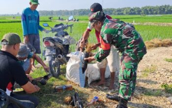 Babinsa Bantu Petani Kendalikan Serangan Hama Tikus