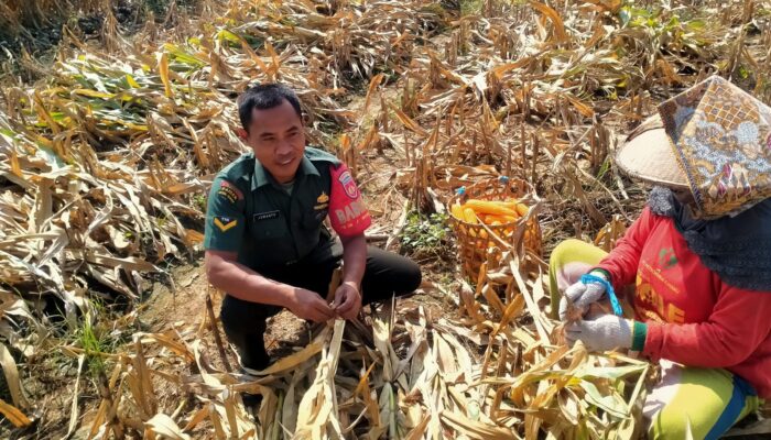 Selalu Ada Bersama Warga Binaan, Babinsa Bantu Petani Panen Jagung