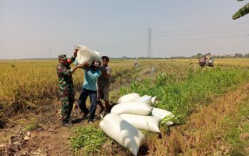 Babinsa Koramil Klambu Dampingi Petani Panen Padi