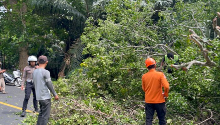 Polisi dan BPBD Berhasil Evakuasi Pohon Tumbang di Jalur Wisata Pangandaran