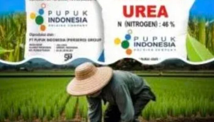 CV. Musi Jaya Salurkan Pupuk Subsidi Sesuai SOP, Bantu Petani Musi Rawas
