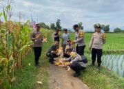 Polsek Sumberjaya Panen Jagung Dukung Program Nasional Asta Cita Ketahanan Pangan