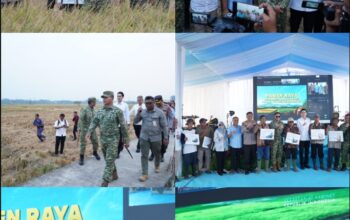 Panen Raya TNI di Sumedang, Perkuat Sinergi Wujudkan Ketahanan Pangan Nasional